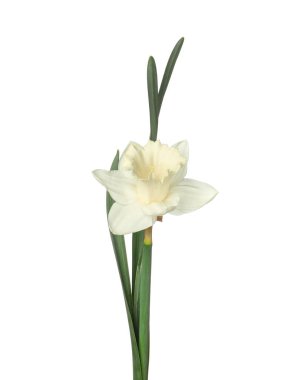 Bir güzel renkli nergis beyaz üzerine izole edilmiş.