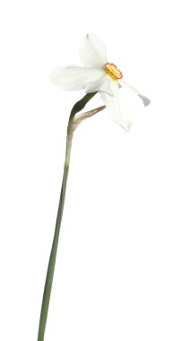 Bir güzel renkli nergis beyaz üzerine izole edilmiş.