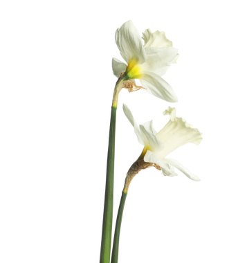 İki güzel renkli nergis beyaza izole edilmiş.