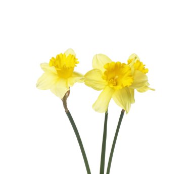 Üç güzel sarı nergis beyaz üzerine izole edilmiş.