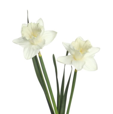 İki güzel renkli nergis beyaza izole edilmiş.