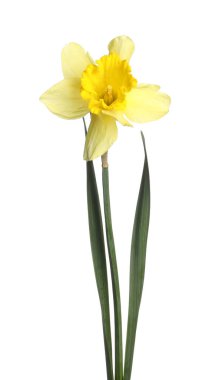 Bir güzel sarı nergis beyaz üzerine izole edilmiş.