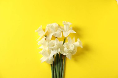 Sarı arka planda güzel nergisler, düz uzanmış