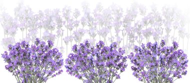 Beyaz arkaplanda güzel lavanta çiçekleri, seçici odak