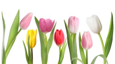 Beyaz arka planda farklı güzel lale çiçekleri, set