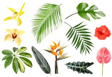 Beyaz arka planda farklı tropikal yapraklar ve çiçekler, set