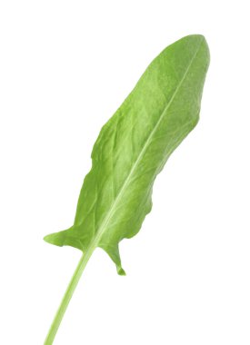 Bir taze yeşil kuş yaprağı beyaza izole edilmiş.