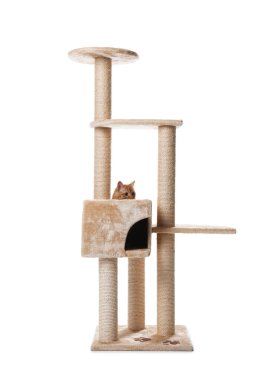 Beyaz arka planda sevimli kedi var.