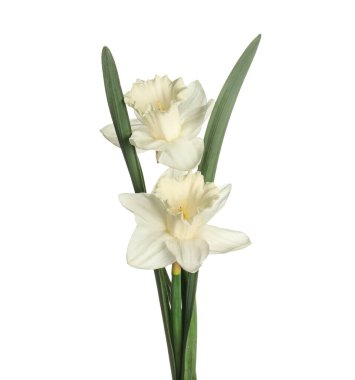 İki güzel renkli nergis beyaza izole edilmiş.