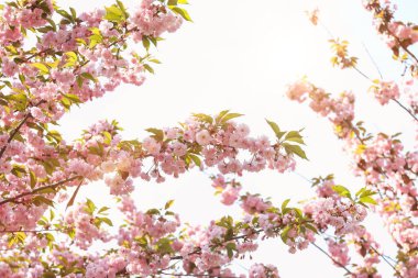 Gökyüzünde pembe çiçekler açan güzel çiçekli sakura ağacı.