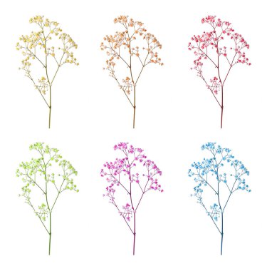 Beyaz arkaplanda farklı renklerde küçük çiçeklerle Gypthe dalı, ayarla