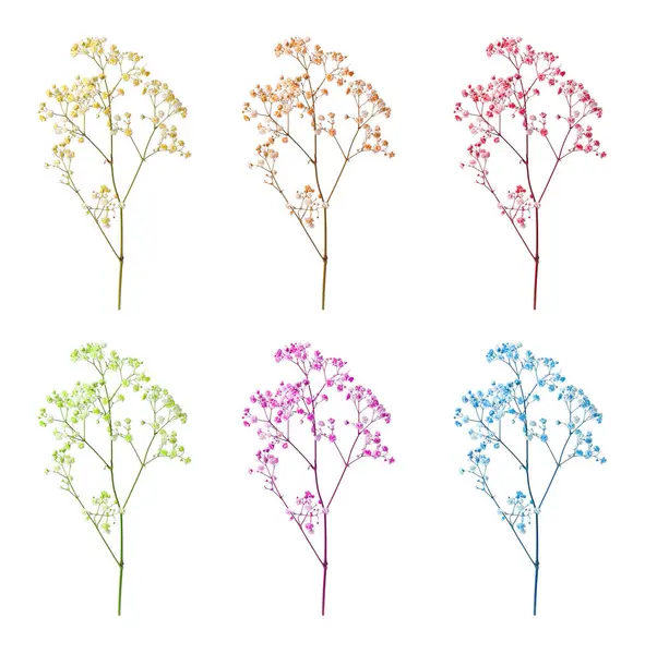 Beyaz arkaplanda farklı renklerde küçük çiçeklerle Gypthe dalı, ayarla