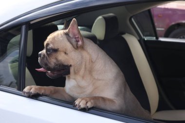 Arabadaki sevimli Fransız bulldog 'u, dışarıdan görünüyor.