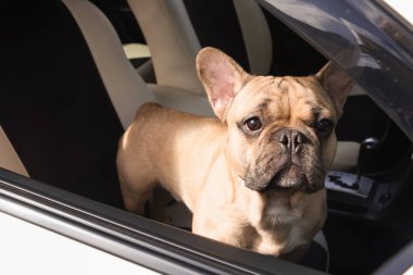 Arabadaki sevimli Fransız bulldog 'u, dışarıdan görünüyor.