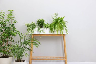 Yeşil saksı bitkileri ve açık gri duvarın yanındaki depolama tezgahı.