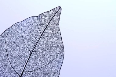 Açık mor arka planda güzel iskelet yaprağı, makro manzara. Metin için boşluk