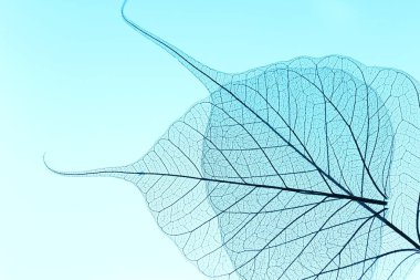 Açık mavi arkaplanda güzel iskelet yaprakları, makro görünüm