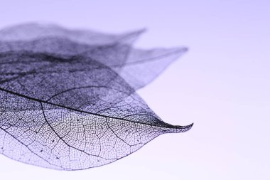 Menekşe arkaplanda güzel iskelet yaprakları, makro görünüm