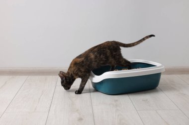 İçerideki çöp tepsisinde şirin bir kedi.