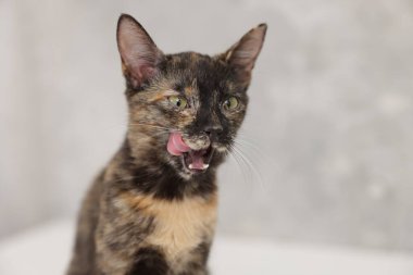 Hafif arka planda şirin bir kedi, yakın plan.