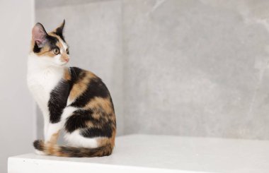 Açık yüzey içerisindeki şirin paso kedisi, metin için boşluk.