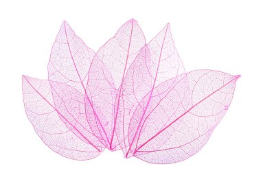 Güzel iskeletleşmiş yapraklar beyaz, üst manzara