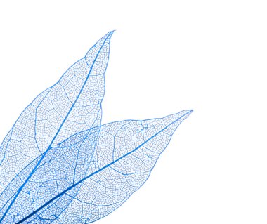 Güzel iskeletleşmiş yapraklar beyaz, üst manzara