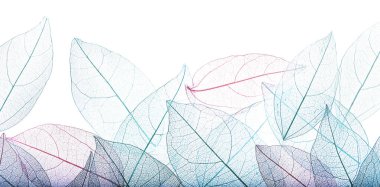 Güzel iskeletleşmiş yapraklar beyaz, üst manzara