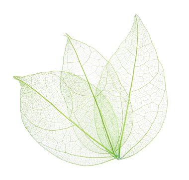 Güzel iskeletleşmiş yapraklar beyaz, üst manzara