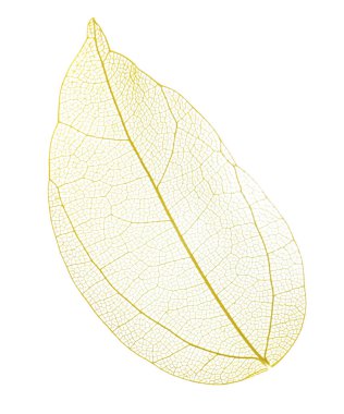 Güzel iskeletleşmiş yaprak beyaza izole edilmiş, üst manzara