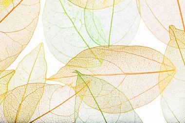 Beyaz arka planda güzel iskeletleşmiş yapraklar, düz uzanmış.