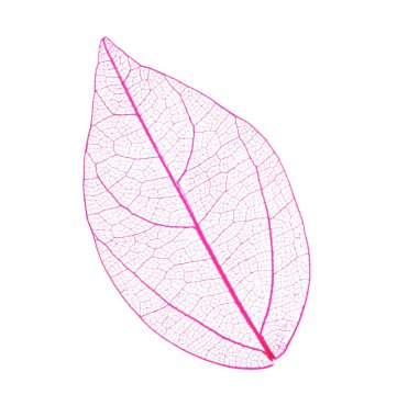 Güzel iskeletleşmiş yaprak beyaza izole edilmiş, üst manzara