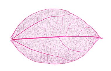 Güzel iskeletleşmiş yaprak beyaza izole edilmiş, üst manzara