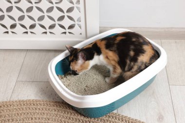 Yerdeki çöp kutusunda sevimli bir kedi.