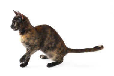 Beyaz arka planda şirin bir İtalyan kedisi. Evcil hayvan