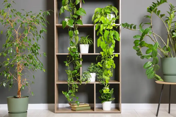 Gri duvarın yanındaki raf ünitesinde bir sürü güzel ev bitkisi var.