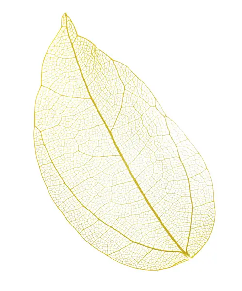 Güzel iskeletleşmiş yaprak beyaza izole edilmiş, üst manzara