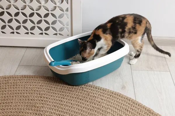 Şirin kedi, çöp kutusu ve yerde kepçe.