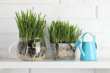 Beyaz tuğla duvarın yanındaki rafta şeffaf saksılarda buğday otları ve sulama tenekeleri var.