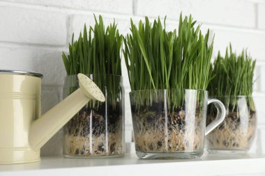 Beyaz tuğla duvarın yanındaki rafta şeffaf saksılarda buğday otları ve sulama kutusu, yakın plan.