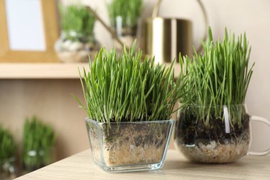 İçerideki ahşap masada şeffaf kaplarda buğday çimenleri, yakın plan.