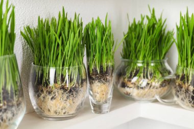 Buğday otları şeffaf kaplarda, aydınlık duvarın yanındaki raflarda, yakın plan