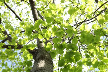 Ağaç dallı taç ve yeşil yapraklar açık havada, alt manzara