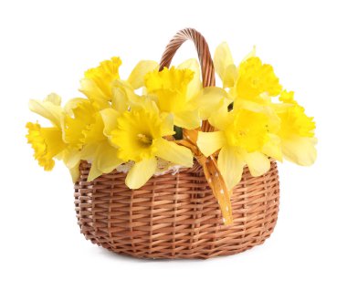 Beyaz sepetin içindeki güzel nergisler.