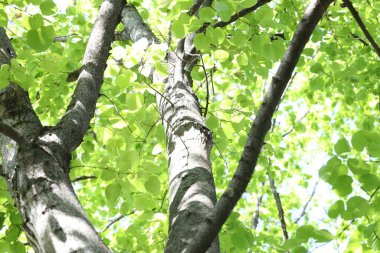Arka planda yeşil yapraklı güzel ağaç taç, alçak açı manzaralı.