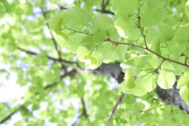 Arka planda yeşil yapraklı güzel ağaç taç, alçak açı manzaralı.