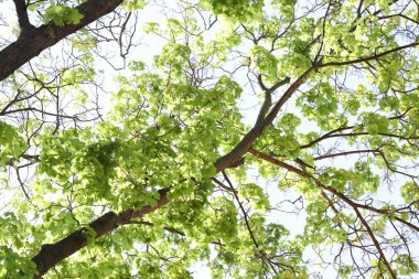 Arka planda yeşil yapraklı güzel ağaç taç, alçak açı manzaralı.