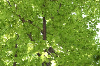 Arka planda yeşil yaprakları olan güzel ağaç taç, yakın plan.