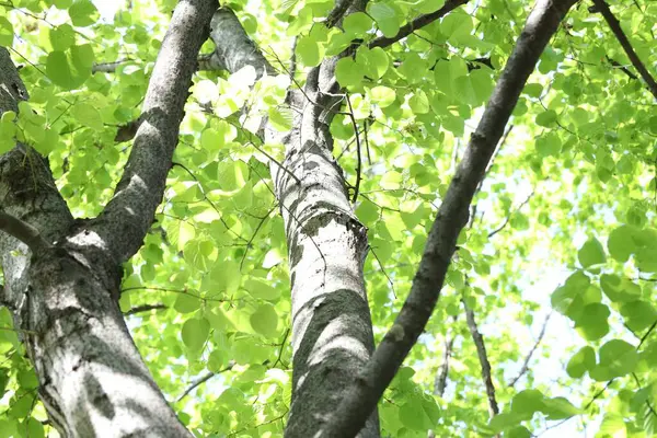 Arka planda yeşil yapraklı güzel ağaç taç, alçak açı manzaralı.