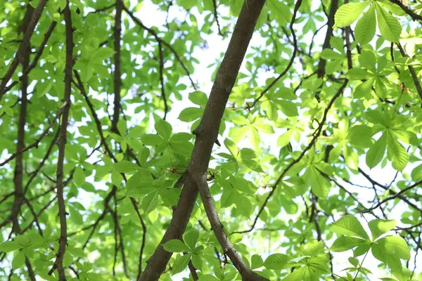 Arka planda yeşil yaprakları olan güzel ağaç taç, yakın plan.